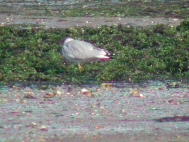 Ring-billed Gull