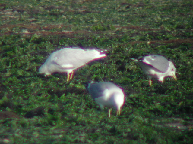 Ring-billed Gull